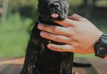 Cane Corso Kane Korso rezervacije