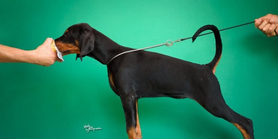 Doberman prelepi štenci