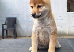 Shiba Inu prelepi stenci