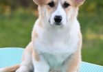 Velški korgi/Welsh Corgi Pembroke