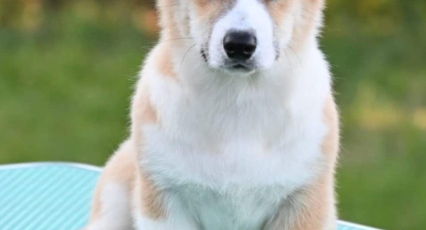 Velški korgi/Welsh Corgi Pembroke