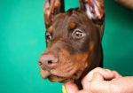 Doberman prelepi štenci