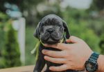 Cane Corso štenci