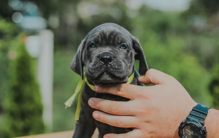 Cane Corso štenci