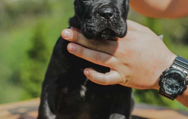 Cane Corso štenci