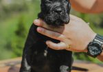 Cane Corso Kane Korso rezervacije