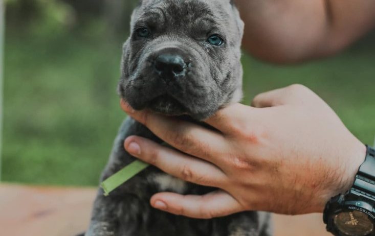 Cane Corso štenci