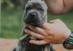 Cane Corso Kane Korso rezervacije