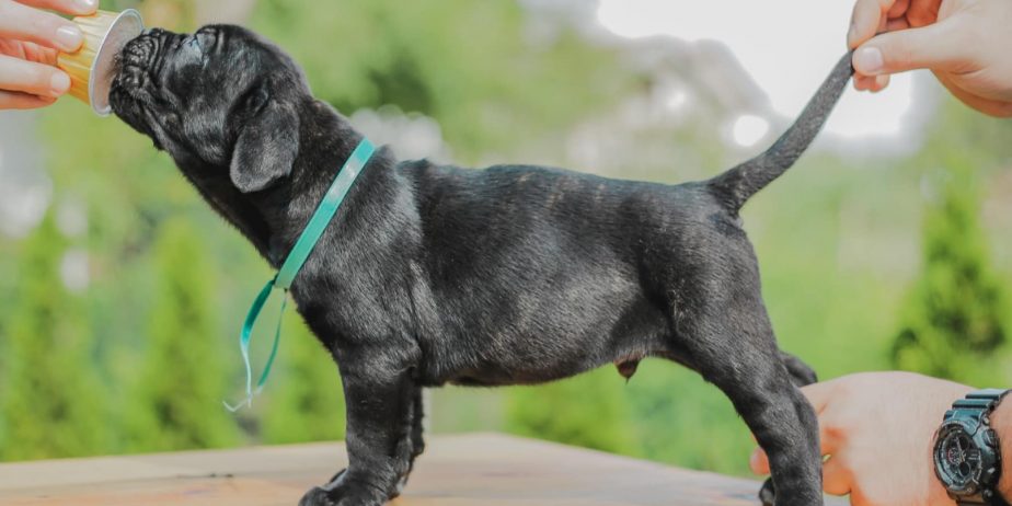 Cane Corso štenci