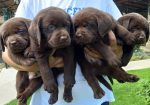 Labrador Retriver štenci, čokoladni