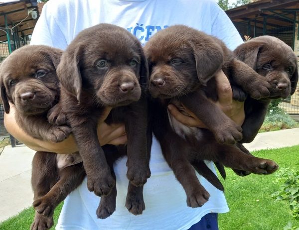 Labrador Retriver štenci, čokoladni