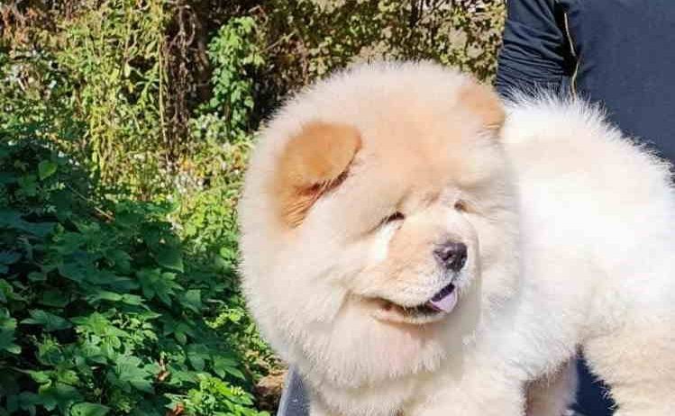 Prelepo žensko štene CHOW CHOW krem boje