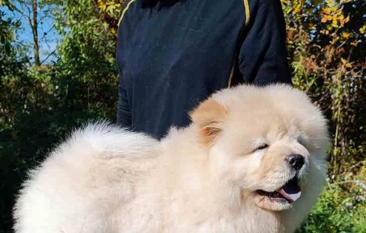 Prelepo žensko štene CHOW CHOW krem boje