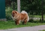 Prelepo žensko štene CHOW CHOW krem boje