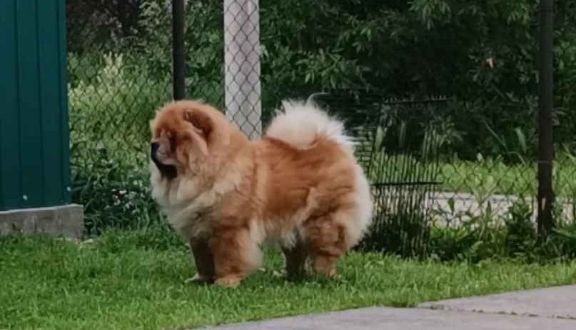 Prelepo žensko štene CHOW CHOW krem boje