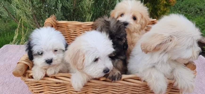 Prelepi MALTIPOO štenci