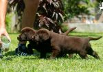 Labrador Retriver štenci, čokoladni