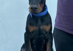 Doberman prelepi štenci