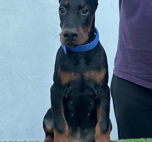 Doberman prelepi štenci