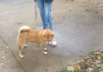 Shiba Inu prelepi stenci