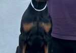 Doberman prelepi štenci