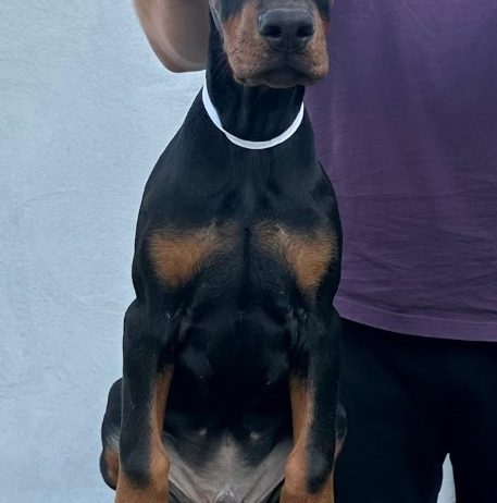 Doberman prelepi štenci