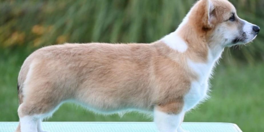 Velški korgi/Welsh Corgi Pembroke