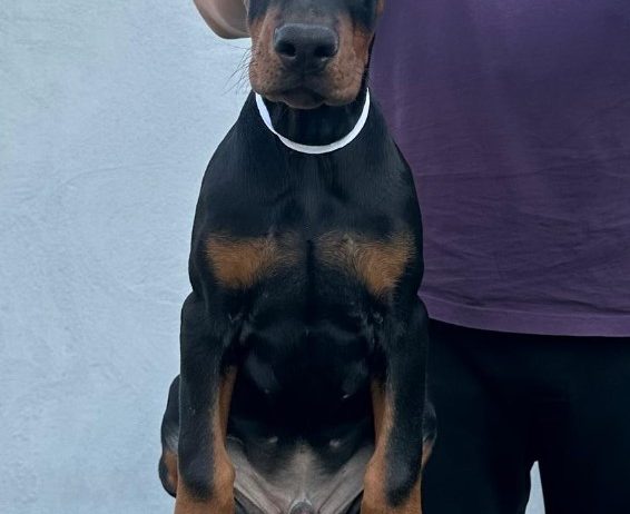 Doberman prelepi štenci