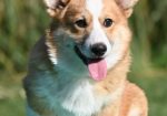 Velski korgi/Welsh Corgi Pembroke