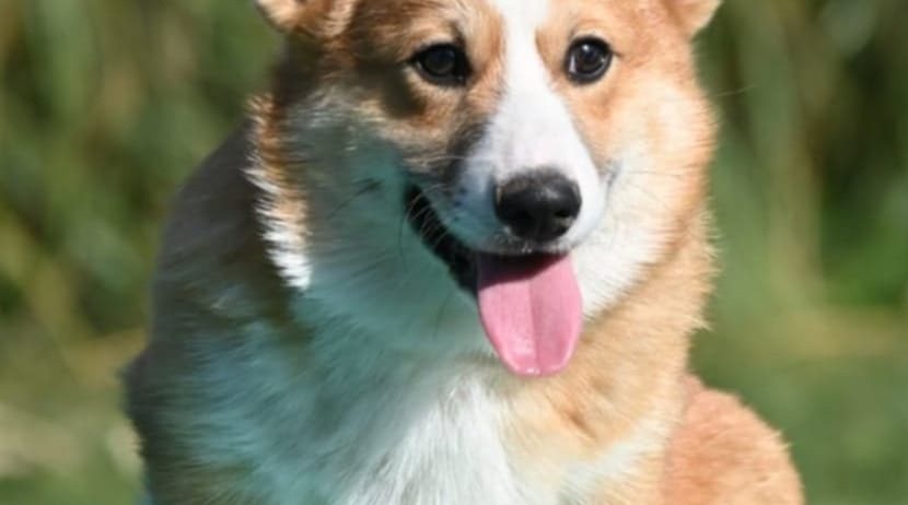 Velski korgi/Welsh Corgi Pembroke