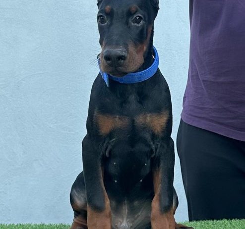 Doberman prelepi štenci