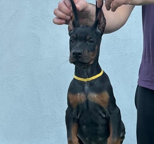 Doberman prelepi štenci