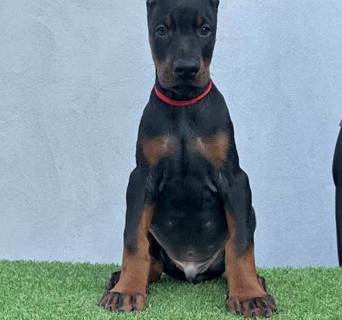 Doberman prelepi štenci