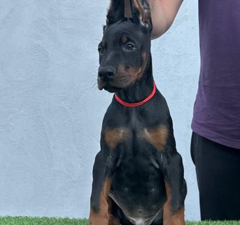 Doberman prelepi štenci