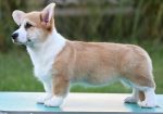 Velški korgi/Welsh Corgi Pembroke