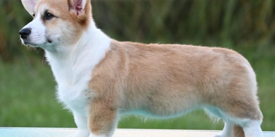 Velški korgi/Welsh Corgi Pembroke