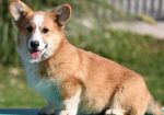 Velski korgi/Welsh Corgi Pembroke