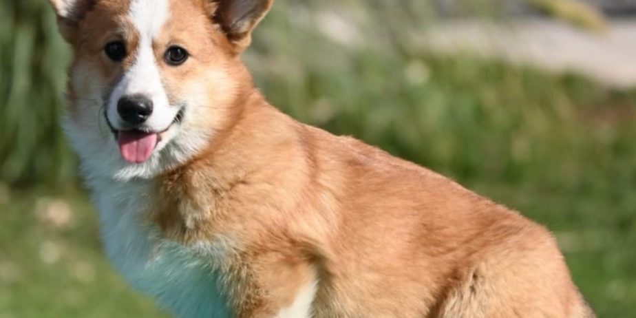 Velski korgi/Welsh Corgi Pembroke