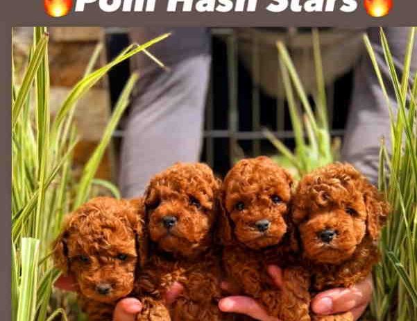 Najlepse bebe teddy bear toy pudle u Pom_Hash_Stars