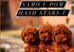 Najlepse bebe teddy bear toy pudle u Pom_Hash_Stars