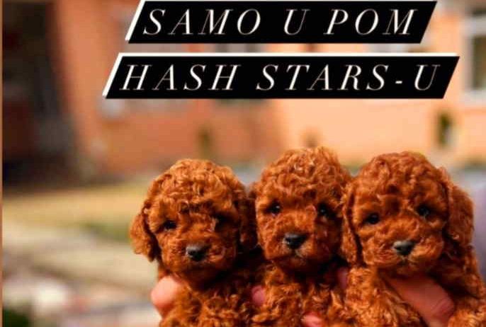 Najlepse bebe teddy bear toy pudle u Pom_Hash_Stars