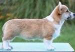 Velški korgi/Welsh Corgi Pembroke