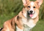 Velski korgi/Welsh Corgi Pembroke