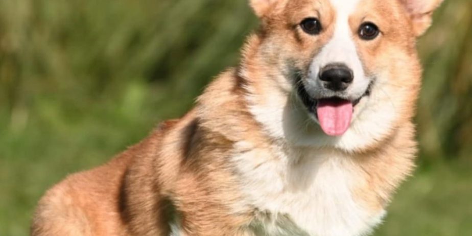 Velski korgi/Welsh Corgi Pembroke