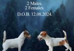 JACK RUSSELL TERIER Tarik i Troja