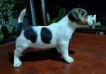 JACK RUSSELL TERIER Tarik i Troja