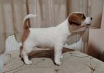 JACK RUSSELL TERIER Tarik i Troja