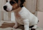 JACK RUSSELL TERIER Tarik i Troja