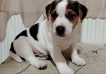 JACK RUSSELL TERIER Tarik i Troja