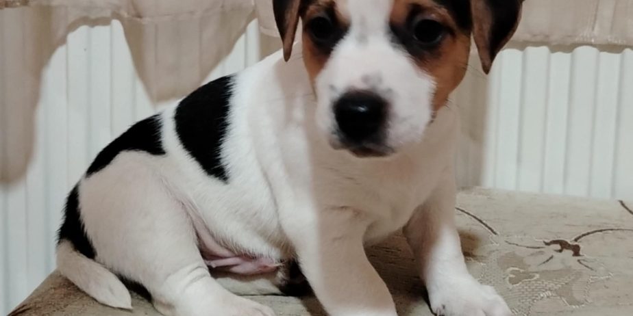 JACK RUSSELL TERIER Tarik i Troja